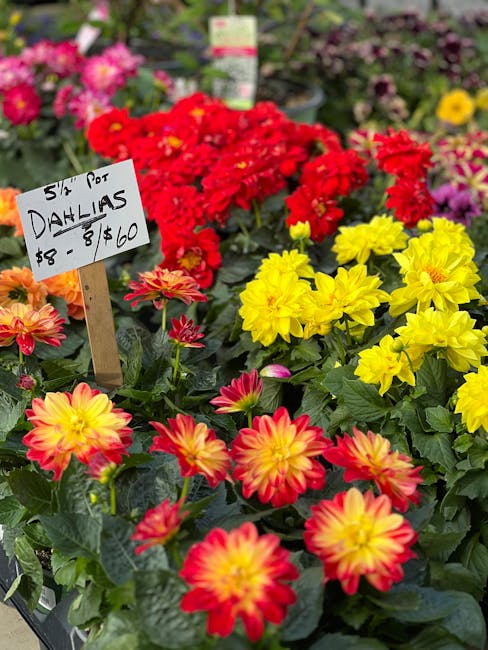 Dahlias with price tag representing micro-investing
